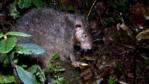 Woolly rat in undergrowth