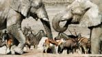 A mixed herd of elephants, zebras and gazelles