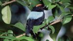Blue backed manakin amongst forest foliage