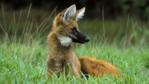 An alert looking maned wolf sitting on grasslands