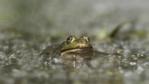 Marsh frog submerged in water