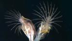 Two goose-neck barnacles