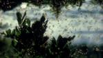 Mayflies emerging from lake 