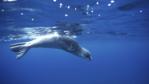 Portrait of the Mediterranean monk seal
