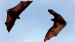 Giant fruit bats in flight