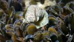 A netted dog whelk in the middle of a common mussel colony