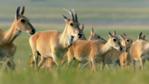 Herd of Mongolian gazelle
