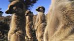 A group of meerkats standing guard
