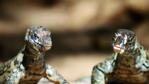 A close-up of two monitor lizards