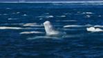 A group of beluga whales at arctic sea surface