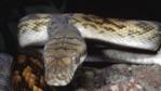 Close-up of an amethystine python
