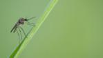 Mosquito on a blade of grass