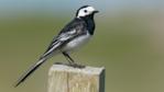 Pied wagtail perched on fence post