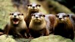 A small group of oriental clawed otters facing the camera