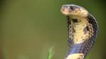 Profile of a cobra