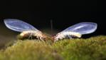 Two lacewings feeding on moss