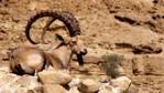 A Nubian ibex in the Judian Desert, Israel