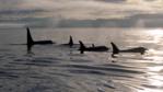 A pod of orcas out at sea at dawn