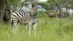A zebra and two white rhino