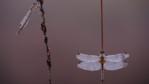 A dragonfly and a damselfly resting on reed stems