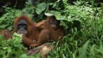 Female Sumatran orangutan and young in the undergrowth