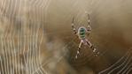 Wasp spider in its web with dewdrops