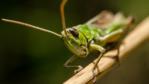Grasshopper emerging from behind a leaf