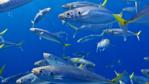 School of scad mackerel