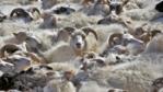 A tightly packed flock of sheep