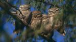 Four spotted owl youngsters perched on a branch