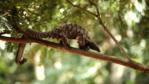 A long-tailed pangolin in the rainforest canopy