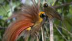 Male goldie's bird of paradise displaying to female