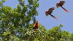 Scarlet macaws amongst the trees