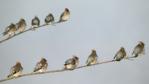A group of waxwings sitting on a couple of branches