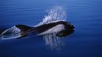 Peale's dolphin at the surface of water