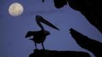Silhouette of an Australian pelican