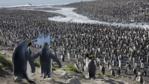A very large king penguin colony