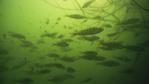 A shoal of perch in murky water
