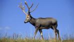 A Père David's deer with magnificent antlers