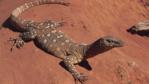 A perentie monitor lizard