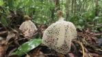 The ladies veil stinkhorn fungus