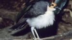Bare-headed Rockfowl with fluffed feathers