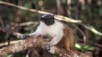 Pied tamarin clinging to tree branch