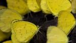 Grass-yellow butterflies on tropical rainforest floor