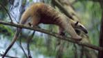 Lesser anteater walking along a tree branch
