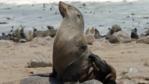 Cape fur seal on rock with colony behind