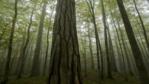 Black pines and beech trees in the mist