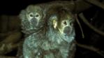 An Orabussu titi monkey with her baby