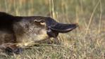 Profile of a duck-billed platypus