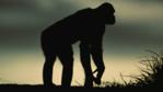 A silhouetted bonobo